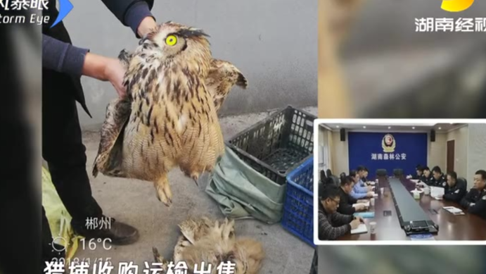 【今日傻鸮】团伙横跨四省卖猫头鹰利润堪比贩毒 办案民警看到这一幕惊呆了
